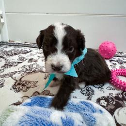 Chilly - male Australian Mountain Doodle puppy in Claremont, North Carolina from Magnolia Grove Farms