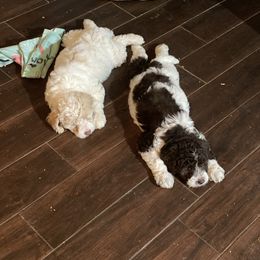 Goldendoodle Puppies from Two Ps in a Pod