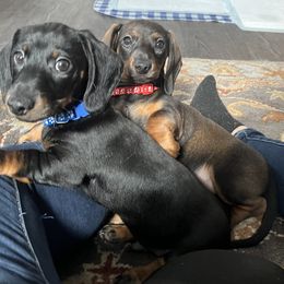Dachshund Puppies from Honey Bee Dachshunds