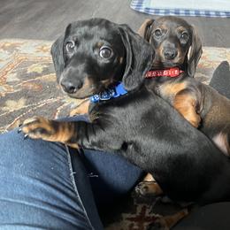 Dachshund Puppies from Honey Bee Dachshunds