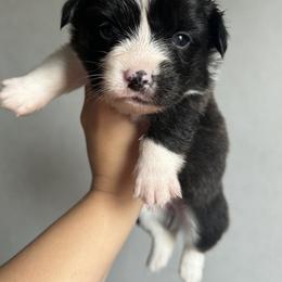American Corgi Puppies from 5H Corgis