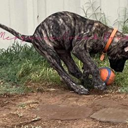 Perro de Presa Canario Puppies from Mesquite Creek Kennels