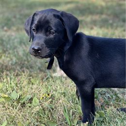 Black - Black male Labrador Retriever puppy in Decatur, Indiana from Golden Bundles