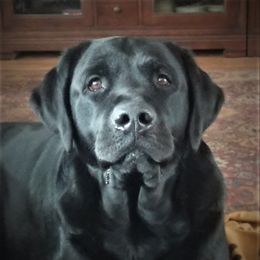 Max - Labrador Retriever