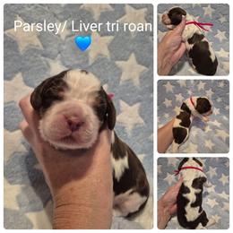 Parsley - Liver white and tan male English Springer Spaniel puppy in Freeland, Michigan from McNally's Springer Spaniels