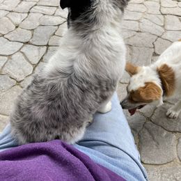 Australian Cattle Dog and Companion Cross Puppies from MX Kennel - Central MO