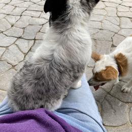 Australian Cattle Dog and Companion Cross Puppies from MX Kennel - Central MO