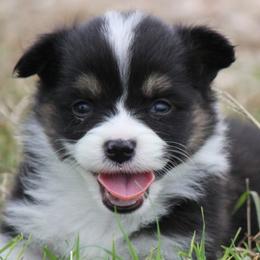 Black Tri Boy - Black and tan male Pembroke Welsh Corgi puppy in Cameron, Texas from Moonstone Corgis & Frenchies