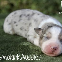 Bo Peep - Blue merle female Australian Shepherd puppy in Grapeland, Texas from Smokin K Aussies