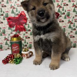Kisokoma - Sesame male Shikoku Ken puppy in Charleston, West Virginia from Kiseki No Yama
