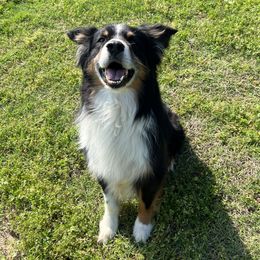 Rosco P. Coltrane - Australian Shepherd