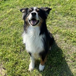 Rosco P. Coltrane - Australian Shepherd