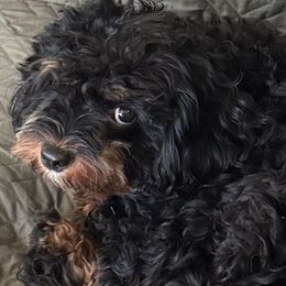 Cavapoos from Susan Worrell