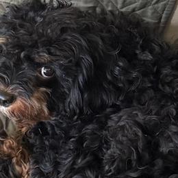 Cavapoos from Susan Worrell