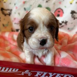 Boy 1 - male Cavalier King Charles Spaniel puppy in Sacramento, California from Angels Ridge Cavaliers