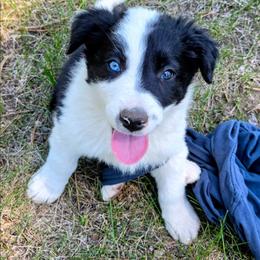 Mick - Black and white male Border Collie puppy in Custer, South Dakota from Pinpoint Border Collies