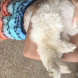 Goldendoodles from Tennessee Dandy Doodles