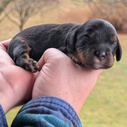 Male 2 - Black and tan male Cavapoo puppy in Coshocton, Ohio from Forever Family Puppies