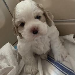 Little GI - Buff and white male Cocker Spaniel puppy in Sewell, New Jersey from Della Luna Cocker Spaniels Puppies
