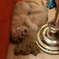 Double Doodle Puppies from Riverside Doodles in Seattle