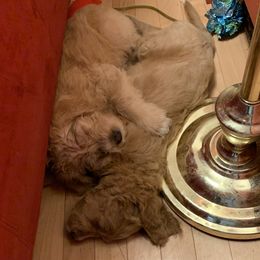 Double Doodle Puppies from Riverside Doodles in Seattle