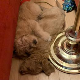 Double Doodle Puppies from Riverside Doodles in Seattle