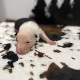 George - Black and white male Border Collie puppy in Washburn, Missouri from BS Farms
