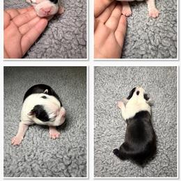 Boston Terrier Puppies from NW Boston Terriers