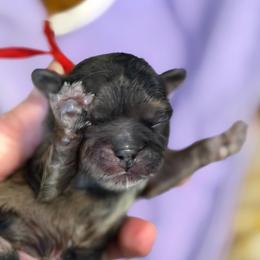 Red collar - Black white and silver male Shih Tzu puppy in Berkeley Springs, West Virginia from Sandridge Shih Tzus