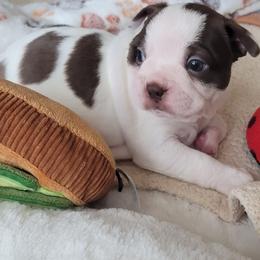 Teddy - Seal and white male Boston Terrier puppy in Katy, Texas from Mei's Boston Terriers