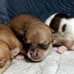 Button - Fawn brindled black male Chihuahua puppy in Sherwood, Arkansas from Bartelt Breeders