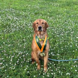 Nala - Golden Retriever