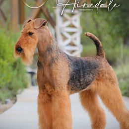 Buttercup - Airedale Terrier