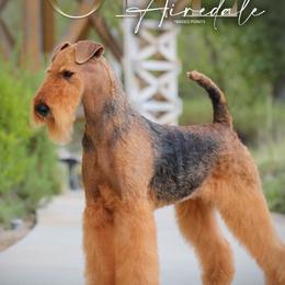 Buttercup - Airedale Terrier