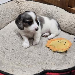 Black and Tan Dapple Pie - Dapple female Dachshund puppy in Great Falls, Montana from Green Dragon Kennel