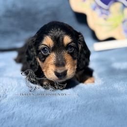 Figgy Puddin' - Black and cream female Dachshund puppy in Copperas Cove, Texas from Isalyn Dachshunds