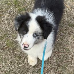 Riggin' - Blue merle male Australian Shepherd puppy in Coldwater, Mississippi from Pure Grit Aussies