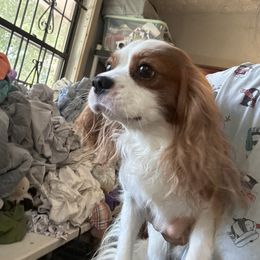 Rodgers - Cavalier King Charles Spaniel