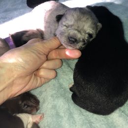 Pomsky Puppies from Eclipse Merle Pomsky’s