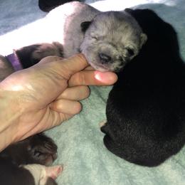Pomsky Puppies from Eclipse Merle Pomsky’s