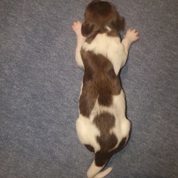 Kleine Munsterlander Puppies from Prairie State Kennel