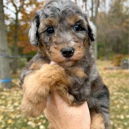 Hemlock - Merle male Bernedoodle puppy in Midland, Michigan from Northern Charm Farm