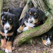 Entlebucher Mountain Dog Puppies from Dyberry Creek Farm