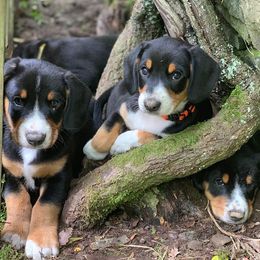 Entlebucher Mountain Dog Puppies from Dyberry Creek Farm
