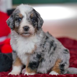 Lavender - Merle female Bernedoodle puppy in Dundee, Ohio from Down Home Doodle