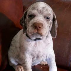 Boy 3 - Braque du Bourbonnais puppy in Lincoln, Nebraska from Rufnit Kennels, LLC