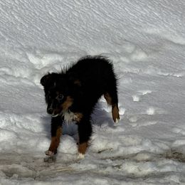 Girl 1 - Black tri Toy Australian Shepherd puppy in Billings, Montana from Chapman's Aussies