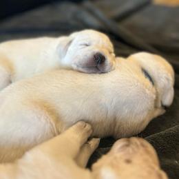 Boy 6 - Yellow male Labrador Retriever puppy in Clayton, North Carolina from The Homestead at Little Creek