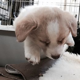 Cardigan Welsh Corgi Puppies from Grandiose Cardigan Welsh Corgis