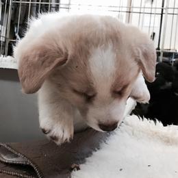 Cardigan Welsh Corgi Puppies from Grandiose Cardigan Welsh Corgis